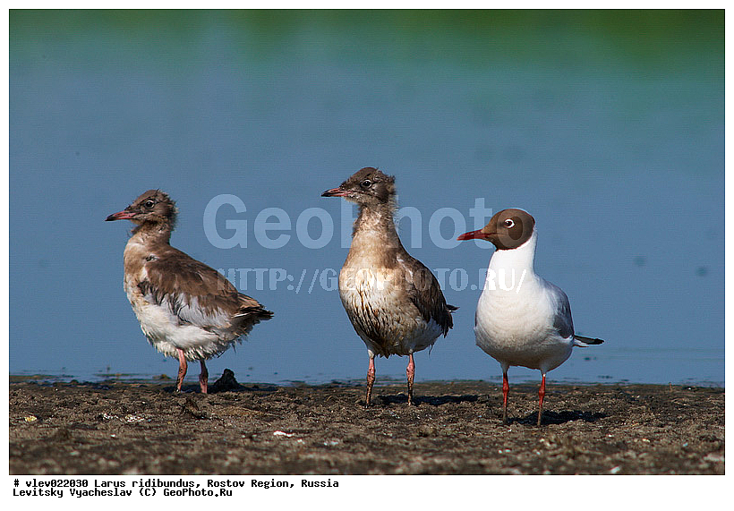 Larus ridibundus, ��� ������� �����, ����� �����, ������� �����, ����� ��������������, ��� �����, ���������� �������, ��������� ��������, ��� ��������, ������� ��������, ����� ������������, ����� ������, ������� ���� ���, �����, �����, ������� �����, ������� �����,XYZ, ��������, Laridae, ������������ �����, ������ �����, Larus ridibundus, Chroicocephalus ridibundus
