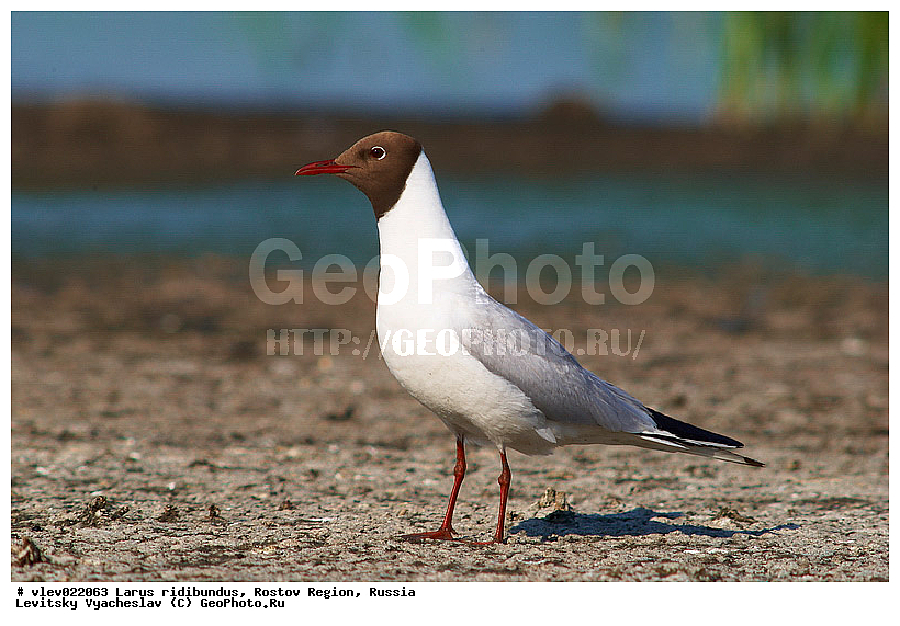 Larus ridibundus, ��� ������� �����, ����� �����, ������� �����, ����� ��������������, ��� �����, ���������� �������, ��������� ��������, ��� ��������, ������� ��������, ����� ������������, ����� ������, ������� ���� ���, �����, �����, ������� �����, ������� �����,XYZ, ��������, Laridae, ������������ �����, ������ �����, Larus ridibundus, Chroicocephalus ridibundus