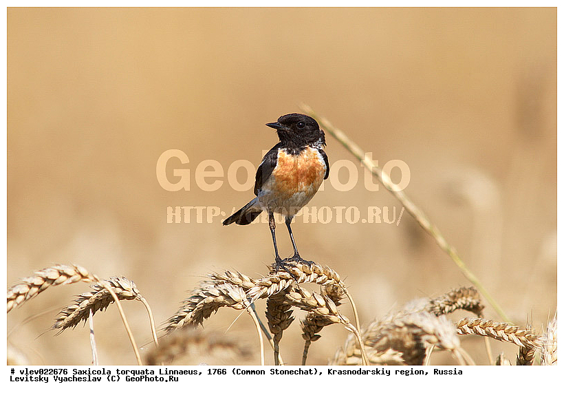 Saxicola torquata, ��� ������������ �����, ����� �����, ������������� ����, ����� �����������������, ��� ������ (���������), ��������� ������������, ��� ��������, ������� ��������, �����, ������������ �����, ��������, ��������, �����, �����, ��������, �����������, XYZ, ������������, Muscicapidae, ����������� �����, ������������ �����, ����������� �����, Saxicola rubicola