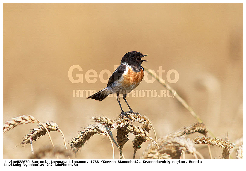 Saxicola torquata, ��� ������������ �����, ����� �����, ������������� ����, ����� �����������������, ��� ������ (���������), ��������� ������������, ��� ��������, ������� ��������, �����, ������������ �����, ��������, ��������, �����, �����, ��������, �����������, XYZ, ������������, Muscicapidae, ����������� �����, ������������ �����, ����������� �����, Saxicola rubicola