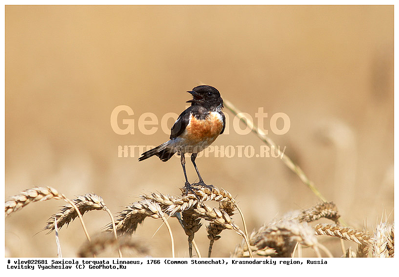 Saxicola torquata, ��� ������������ �����, ����� �����, ������������� ����, ����� �����������������, ��� ������ (���������), ��������� ������������, ��� ��������, ������� ��������, �����, ������������ �����, ��������, ��������, �����, �����, ��������, �����������, XYZ, ������������, Muscicapidae, ����������� �����, ������������ �����, ����������� �����, Saxicola rubicola