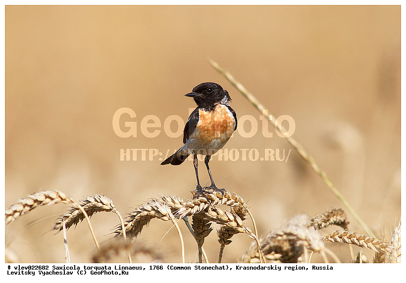 Saxicola torquata, ��� ������������ �����, ����� �����, ������������� ����, ����� �����������������, ��� ������ (���������), ��������� ������������, ��� ��������, ������� ��������, �����, ������������ �����, ��������, ��������, �����, �����, ��������, �����������, XYZ, ������������, Muscicapidae, ����������� �����, ������������ �����, ����������� �����, Saxicola rubicola