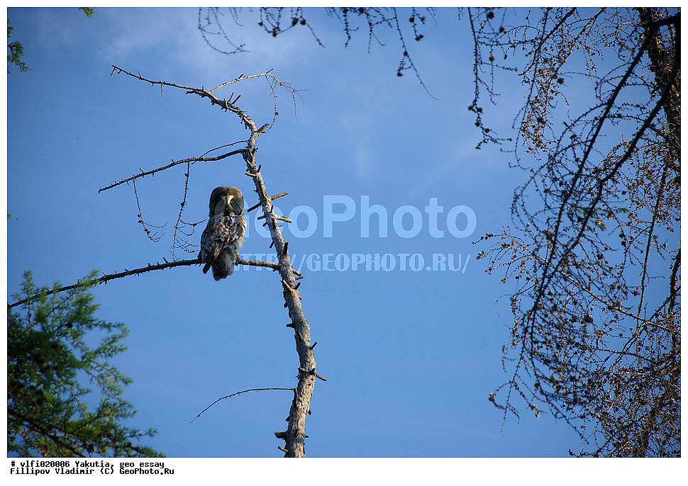 ������, ��������, ��������, ��������, �����, �����, ��������, �����������, ������ �����, ������ �����, XYZ, �������, ��������� ����, Strigidae, ��������� �������, Strix nebulosa