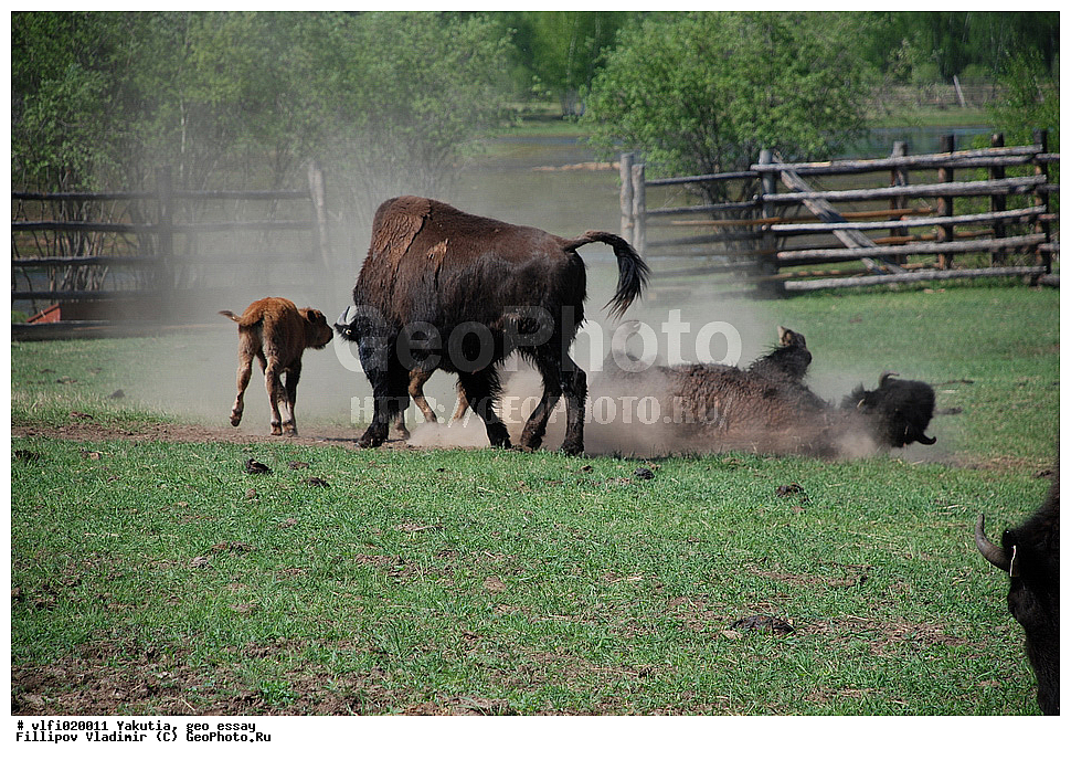 ������, ��������