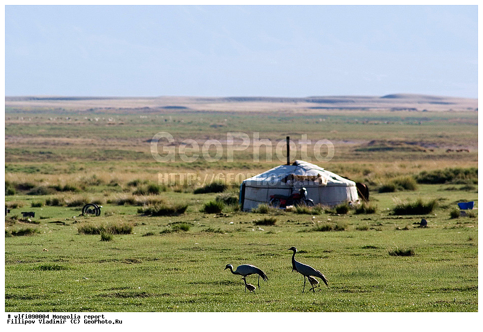 ��������, ����, ��������, ��������, �����, �����, ��������, �����������, XYZ, ����������, Gruidae, �������-��������, ��������, Anthropoides virgo