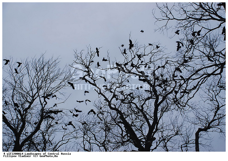 ����������� ������, �������