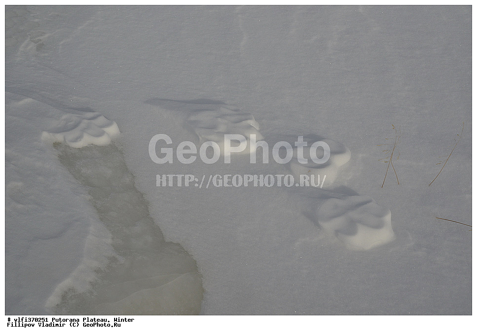 ����� ��������, ��������������� �����������, ����