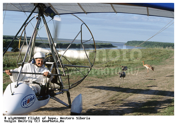 ����� �������, ����� ��������� �������, ��������������, �������, �����, �����, ����� ������, �������, ��������, ��������, �����, �����, XYZ, ����������, Gruidae, ��������, �����������, �����, ����� �������, Grus leucogeranus, � �������� ���, ���,  ����, ����, �������, �����, ��������������