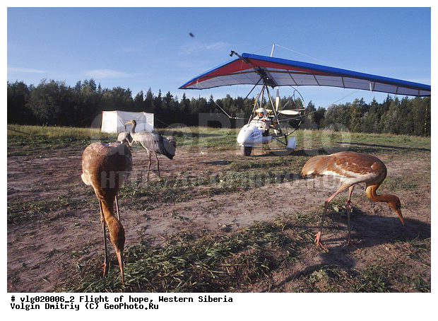 ����� �������, ����� ��������� �������, ��������������, �������, �����, �����, ����� ������, �������, ��������, ��������, �����, �����, XYZ, ����������, Gruidae, ��������, �����������, �����, ����� �������, Grus leucogeranus, � �������� ���, ���,  ����, ����, �������, �����, ��������������, �������� ������, ������, ��������, ��������, �����, �����, �����, ��������, �����������, �������, XYZ, ����������, Gruidae, �����, ����� �������, Grus leucogeranus, ������