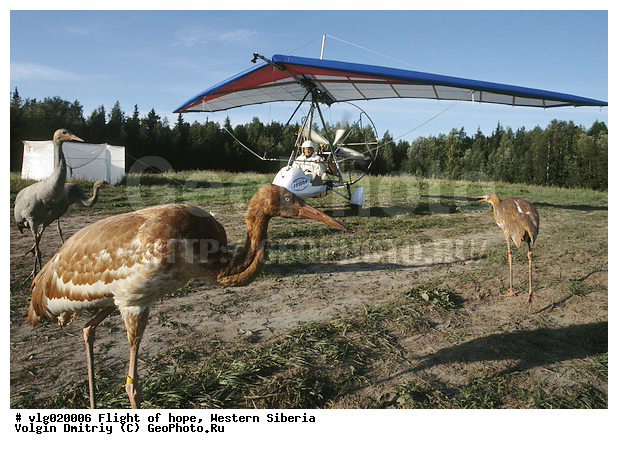 ����� �������, ����� ��������� �������, ��������������, �������, �����, �����, ����� ������, �������, ��������, ��������, �����, �����, XYZ, ����������, Gruidae, ��������, �����������, �����, ����� �������, Grus leucogeranus, � �������� ���, ���,  ����, ����, �������, �����, ��������������, �������� ������, ������, ��������, ��������, �����, �����, �����, ��������, �����������, �������, XYZ, ����������, Gruidae, �����, ����� �������, Grus leucogeranus, ������