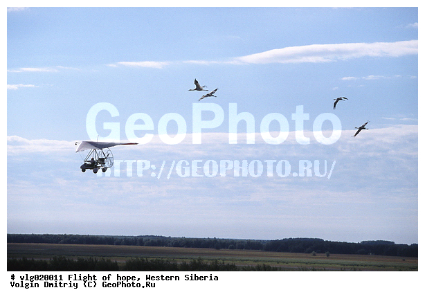 ����� �������, ����� ��������� �������, ��������������, �������, �����, �����, ����� ������, �������, ��������, ��������, �����, �����, XYZ, ����������, Gruidae, ��������, �����������, �����, ����� �������, Grus leucogeranus, � �������� ���, ���,  ����, ����, �������, �����, ��������������, �������� ������, ������, ��������, ��������, �����, �����, �����, ��������, �����������, �������, XYZ, ����������, Gruidae, �����, ����� �������, Grus leucogeranus, ������, ����� �������, Grus grus, �������� ������, ������, ��������, ��������, �����, �����, �����, ��������, �����������, �������, XYZ, ����������, Gruidae, �����, ����� �������, Grus leucogeranus, ������, ����� �������, Grus grus