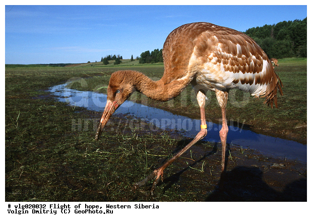 ���, ����, � �������� ���, ���,  ����, ����, �������, �����, ��������������, �������� ������, ������, ��������, ��������, �����, �����, �����, ��������, �����������, �������, XYZ, ����������, Gruidae, �����, ����� �������, Grus leucogeranus, ������