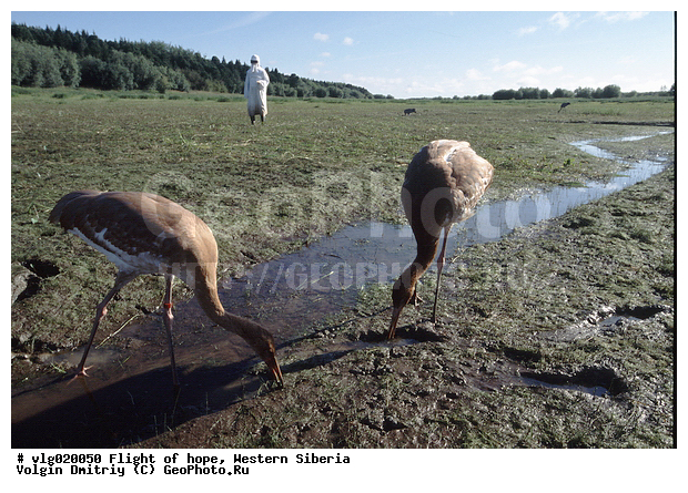 �������� ������, ������, ��������, ��������, �����, �����, �����, ��������, �����������, �������, XYZ, ����������, Gruidae, �����, ����� �������, Grus leucogeranus, ������