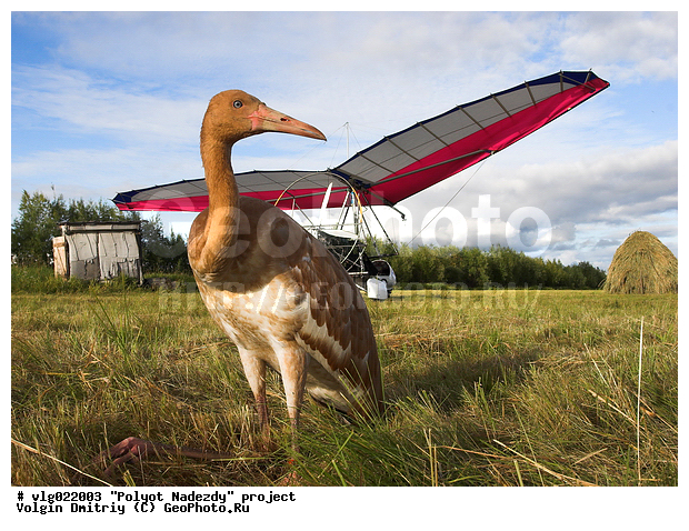 � �������� ���, ���,  ����, ����, �������, �����, ��������������, �������� ������, ������, ��������, ��������, �����, �����, �����, ��������, �����������, �������, XYZ, ����������, Gruidae, �����, ����� �������, Grus leucogeranus, ������