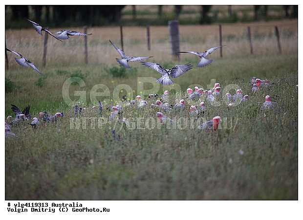 ������������ ����, ������, ��������, ��������, �����, �����, ��������, �����������, XYZ, ������, Cacatuidae, ������� ������, Eolophus roseicapilla, Cacatua roseicapilla, Eolophus roseicapillus, Kakatoe roseicapillus