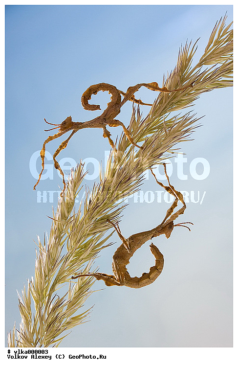 ����������, �����������, �����������, ���������, ��������������, �������������, ��������������