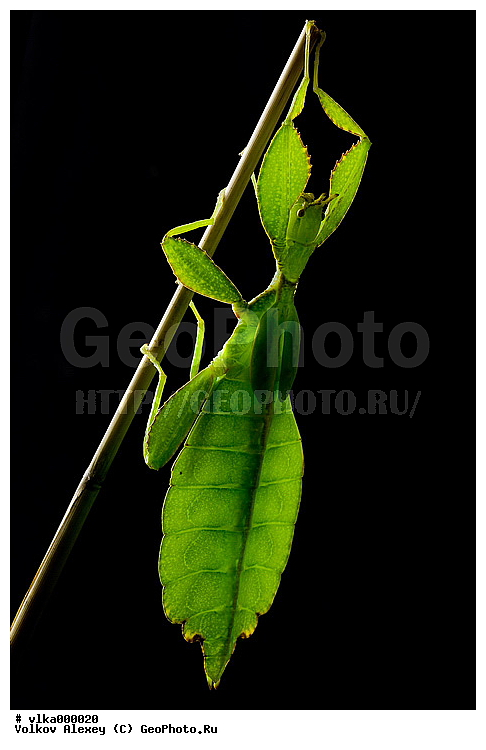 mantinae, mantini, ��������������, ��������������, �������, �����������, ���������� �����������, ������� ���, �������� �����������, �������� ������, �����, ������, ����������, �����������, ����������, �������, ��������, ������������, ����������, �����������, ���������, ���������, ��������� ��������, ���������� ���������, �������, ��������, �����������, ���������� ������, �����, �������, ����������������, �����������, �������������� ������, ������, ������ ������ ���, ������������, ��������������, �������������, ��������������