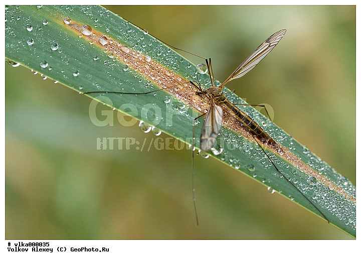 � ������������ ��������, �����������, ���������, ��������������, �������������, ��������������