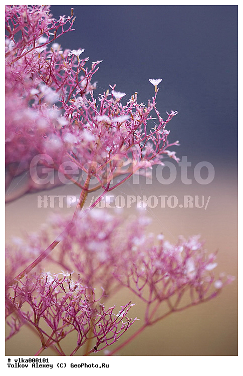 ���������, ���������, ���, ������������ �������, ������������, �������, ����, ��������, ��������, ����, �������, ������, �����