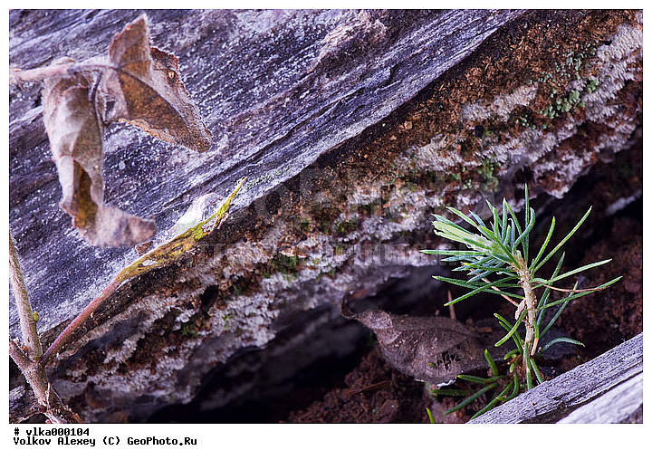 ������ ������, ������, ��������� ����������, ������������ �������, ������������, �����, ������ ������, ����� ����, ��������, �������