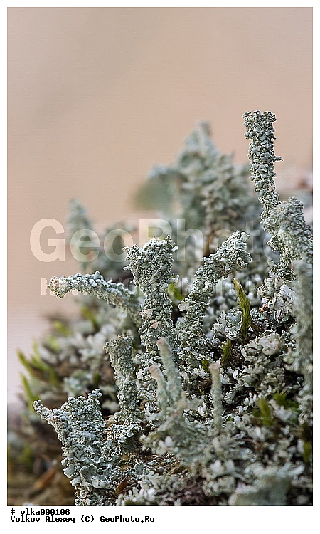 �����, ������ ���������, ������ ����, ���������, ��������, ���, ��������, ����, ������������ �������, ������������, ����, ��������, �������