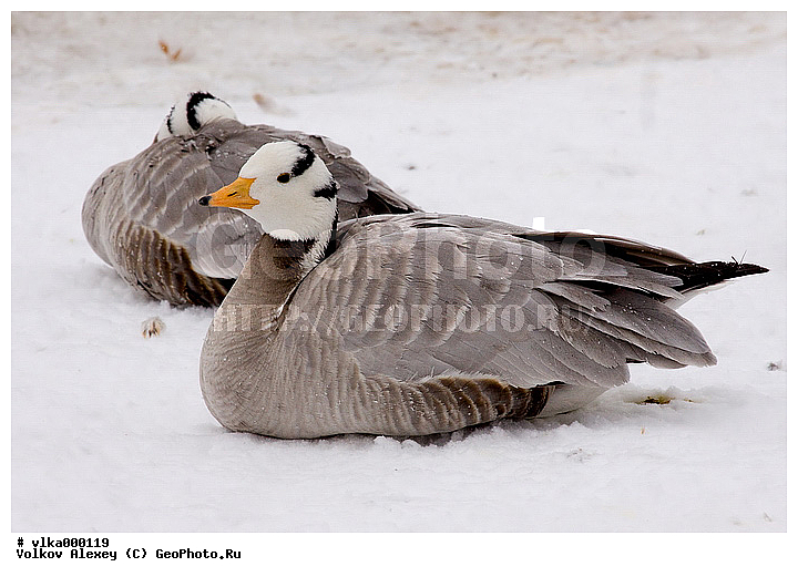Anser indicus, �������������, ������ ����, ��������� �����, ����, �������, ��, ������������� �����, ��������, �������, �����, �����, ����, �����������������, ������������� �����, XYZ, ������, Anatidae, Eulabeia indica