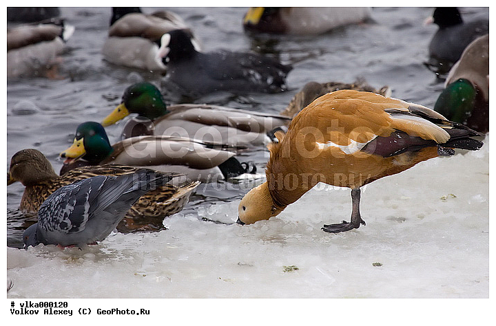 Tadorna ferruginea, ������������, ��������, ����������, �������, �����������, ������, ��������, ����, �������������, ��������� �����, ����, �������, �����, �����, ��������, �������, �����, ����� ����, �����, �����, ����, ����, ���� ���������, �����������������, ������������� �����, XYZ, ������, Anatidae, ������, Anas platyrhynchos