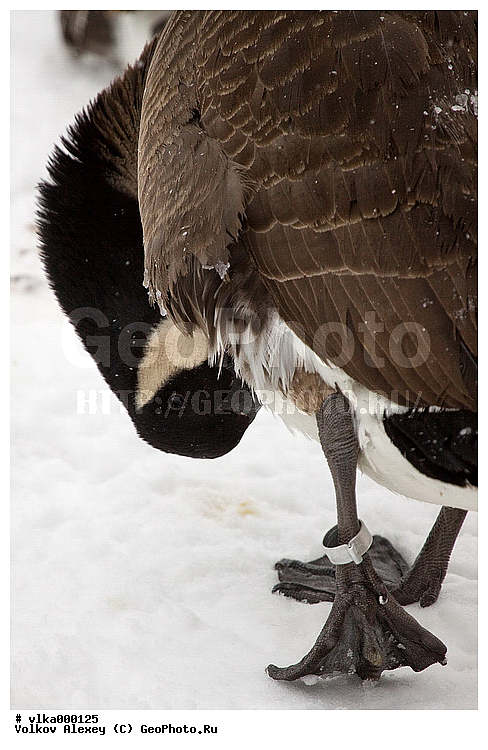 Branta canadensis, ��������� �������, �������������, ��������� �����, ����, �������, ��������� ����, ��, ������������� �����, ��������, �������, �����, �����, ����, �����������������, ������������� �����, XYZ, ������, Anatidae