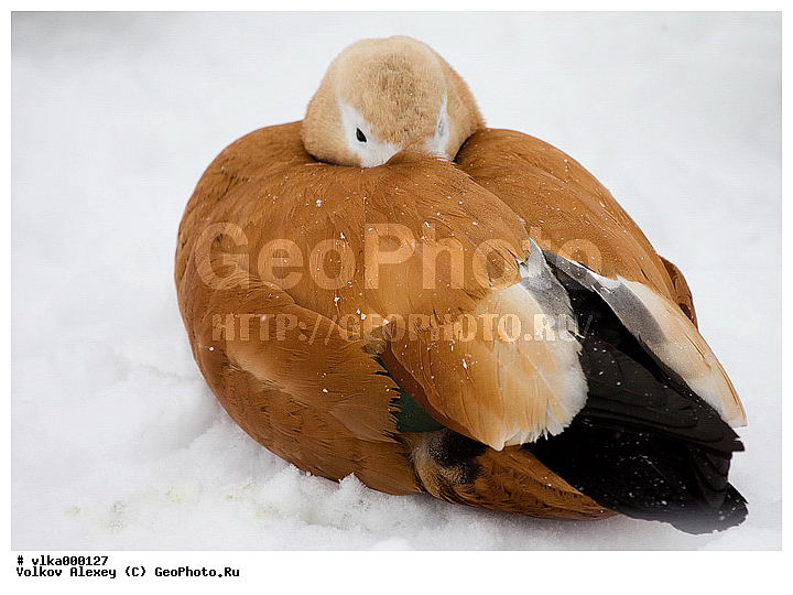 Tadorna ferruginea, ������������, ��������, �������, ����������, �������, �����������, ������, ��������, �������������, ��������� �����, ����, �������, �����, �����, ��������, �������, �����, �����, �����, ����, ����, ���� ���������, �����������������, ������������� �����, XYZ, ������, Anatidae