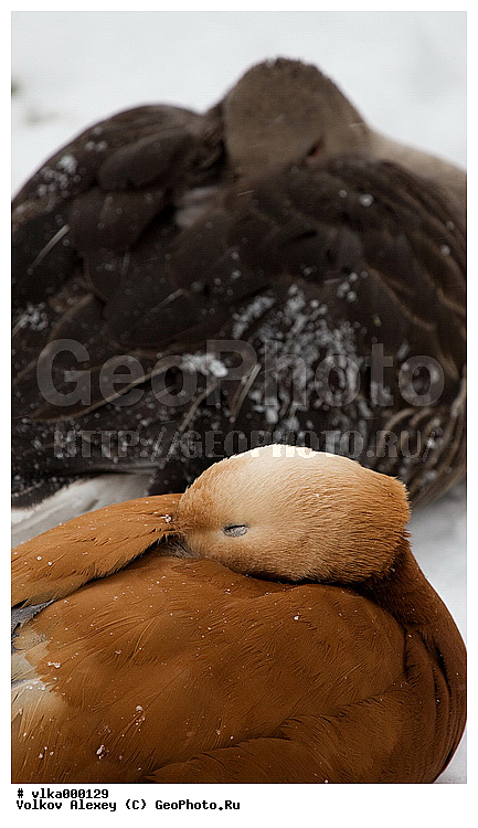Tadorna ferruginea, ������������, ��������, �������, ����������, �������, �����������, ������, ��������, �������������, ��������� �����, ����, �������, ����������, �����, �����, ��������, �������, �����, �����, �����, ����, ����, ���� ���������, �����������������, ������������� �����, XYZ, ������, Anatidae