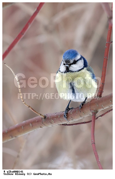 Cyanistes caeruleus, �����, �����, ����, ������ ���, ���������, ���������, �������� ������, ��������, �����, ����� �� �����, �����, �������, �������, ������, ��������, ��������, �����, �����, ��������, �����������, XYZ, ���������, Paridae, ������������ ���������, ������ ���������, ������� ���������, ���������, Cyanistes caeruleus, Parus caeruleus
