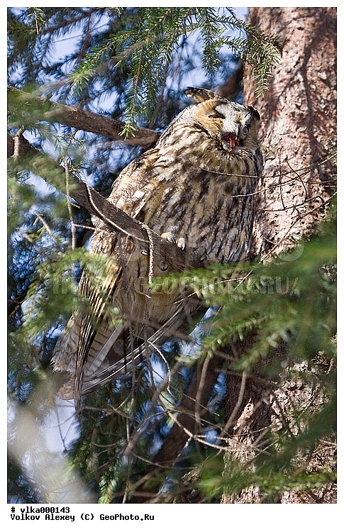 Asio otus, �����, ����, �������, ����, ������ ���, ���, ���������� �����, ��������, ���������� �����, �����, �����, ������� ����, ��������, ��������, �����, �����, XYZ, ��������, �����������, �������, ��������� ����, Strigidae, ������� ����, Asio otus, ������ �����, ������ �����, ������