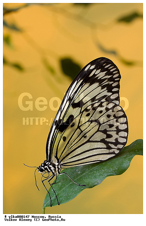 ���������� ��� �������, �������, �������, ���������, ��������������, �������������, ��������������