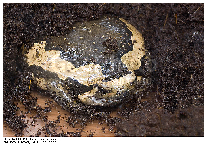 ���������� ��� �������, �������, �������, ���������, ��������������, �������������, ��������������