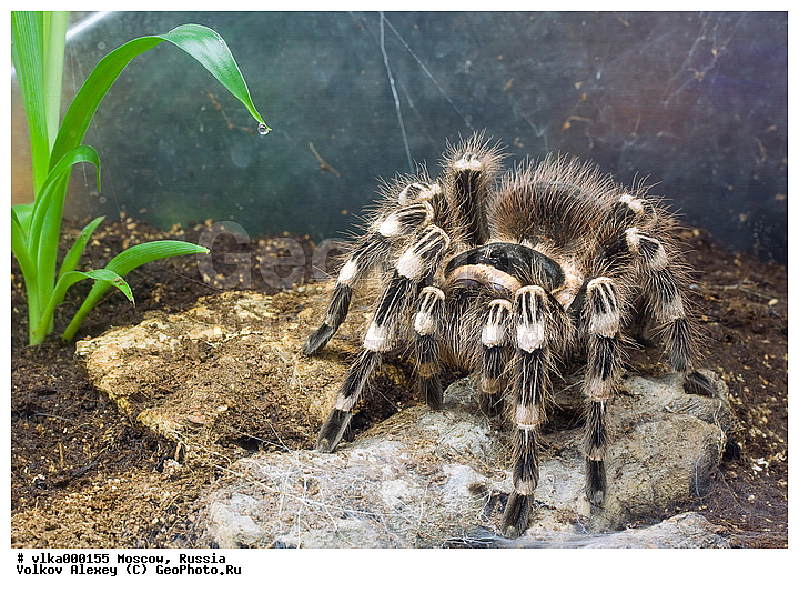 ���������� ��� �������, �������, �������, ���������, ��������������, �������������, ��������������