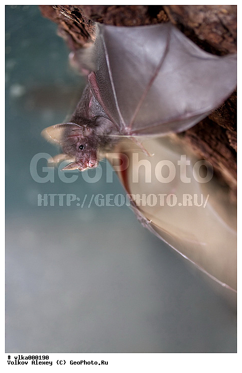 ���������� �������, �������, ��������, �������, �������� ������, ����������, �������������� ��������, ������� ����, ��������, ���������� ������� ����, �����������, �������������, �������������, ������� �����, ����� ������������ ������ �������������, ������������, �����������, ����������, ��������, ���������������� ��������, ��������, ��������, �������������, �������������, �����, �����, XYZ, ���������� ������� ����, Phyllostomidae, ������� ��������, Carollia perspicillata