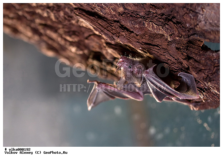 ���������� �������, �������, ��������, �������, �������� ������, ����������, �������������� ��������, ������� ����, ��������, ���������� ������� ����, �����������, �������������, �������������, ������� �����, ����� ������������ ������ �������������, ������������, �����������, ����������, ��������, ���������������� ��������, ��������, ��������, �������������, �������������, �����, �����, XYZ, ���������� ������� ����, Phyllostomidae, ������� ��������, Carollia perspicillata