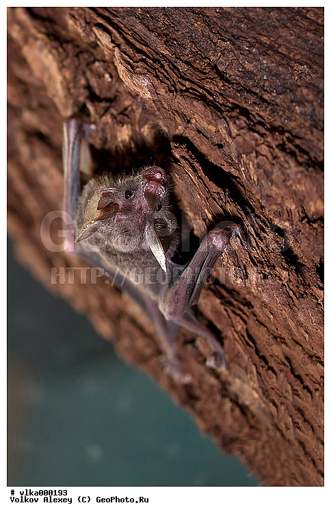 ���������� �������, �������, ��������, �������, �������� ������, ����������, �������������� ��������, ������� ����, ��������, ���������� ������� ����, �����������, �������������, �������������, ������� �����, ����� ������������ ������ �������������, ������������, �����������, ����������, ��������, ���������������� ��������, ��������, ��������, �������������, �������������, �����, �����, XYZ, ���������� ������� ����, Phyllostomidae, ������� ��������, Carollia perspicillata