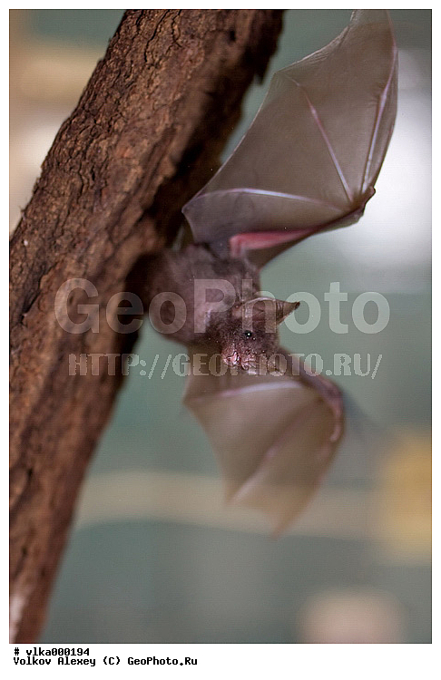 ���������� �������, �������, ��������, �������, �������� ������, ����������, �������������� ��������, ������� ����, ��������, ���������� ������� ����, �����������, �������������, �������������, ������� �����, ����� ������������ ������ �������������, ������������, �����������, ����������, ��������, ���������������� ��������, ��������, ��������, �������������, �������������, �����, �����, XYZ, ���������� ������� ����, Phyllostomidae, ������� ��������, Carollia perspicillata