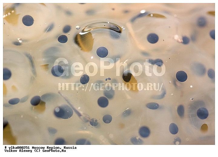 rana temporaria, �������, ����������, �����, ������, � ����, �����, � �����, ����� �������� �����, ��������, �����, �����������, ���� �����, ����, ����������-����������, ����, ��������� ����, �������, �������, ��������� �������, ���������, ������������ ����, ���������, ��������� �������, �������, �����, �����, �����, ���������� �������, ����� �����, �������� �������, ������������, ��������, ������������� ���������� ����, �������, �����������, ���������� �������, �������, ������, ��������, ��������, �����������, �����������, �������, �������,XYZ, ��������� �������, Ranidae, �������� �������, Rana temporaria