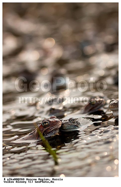 rana temporaria, �������, ����������, �����, ������, � ����, �����, � �����, ����� �������� �����, ��������, �����, �����������, ���� �����, ����, ����������-����������, ����, ��������� ����, �������, �������, ��������� �������, ���������, ������������ ����, ���������, ��������� �������, �������, �����, �����, �����, ���������� �������, ����� �����, �������� �������, ������������, ��������, ������������� ���������� ����, �������, �����������, ���������� �������, �������, ������, ��������, ��������, �����������, �����������, �������, �������,XYZ, ��������� �������, Ranidae, �������� �������, Rana temporaria