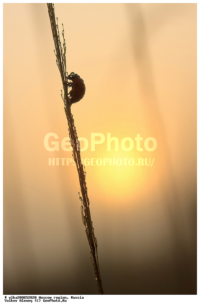 ��������, ��������, ���������, ���������, ����, �����������, ���������� �������, ������, XYZ, �����������, ����� �������, Coccinellidae, ������������ �������, ������������ ����� �������, Coccinella septempunctata, ��������������, �������������, ��������������