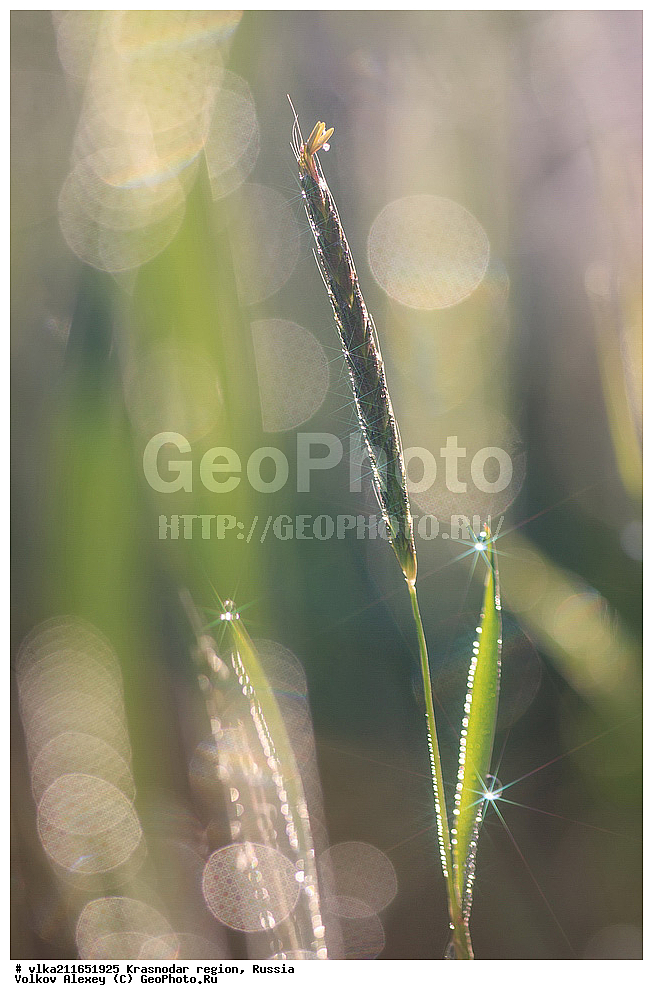 ��������, �����, ������ ��������, ���������� ��������, ������������ ��������, ������������ ��������, XYZ, ������������, ������������� ����, ������, �����, ����������, Gramineae, Poaceae, �����, ������, �������, Bromus sp.