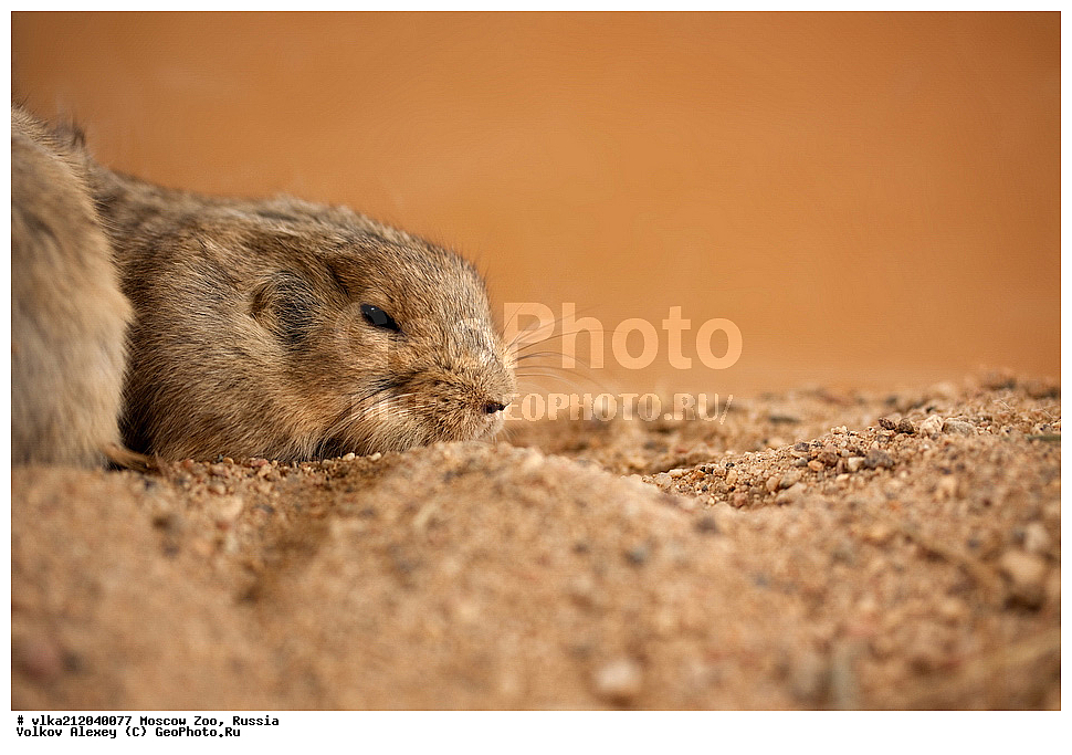 ��������, ��������, �������������, �������������, �����, �����, �������, ������, �������������, ������,�������, ������, �������������, ��������, ��������, �������������, �������������, �����, �����, XYZ, ���������, Cricetidae, Ƹ���� ���������, ������� ����� ���������, ������ ���������, ������� ������ ���������, Eolagurus luteus