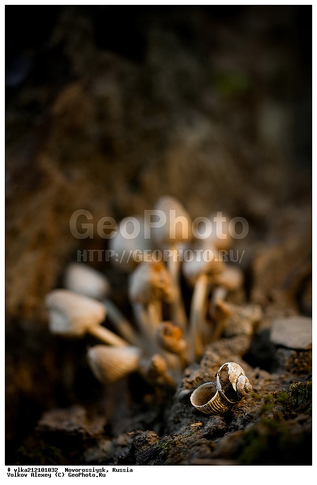 ������������� ����, ������������, �����, �����