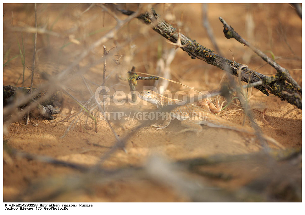  ������������ ���, ������ ��������, �����������, ������, ��������, ��������, ��������������, ��������������, ��������, ��������, XYZ, ��������, Agamidae, �������������-������������, Phrynocephalus guttatus