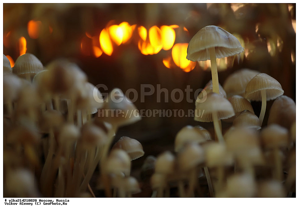 �����, XYZ, ���������, Mycenaceae, ������, ������, ������ �����������, ������ �����������, Mycena inclinata