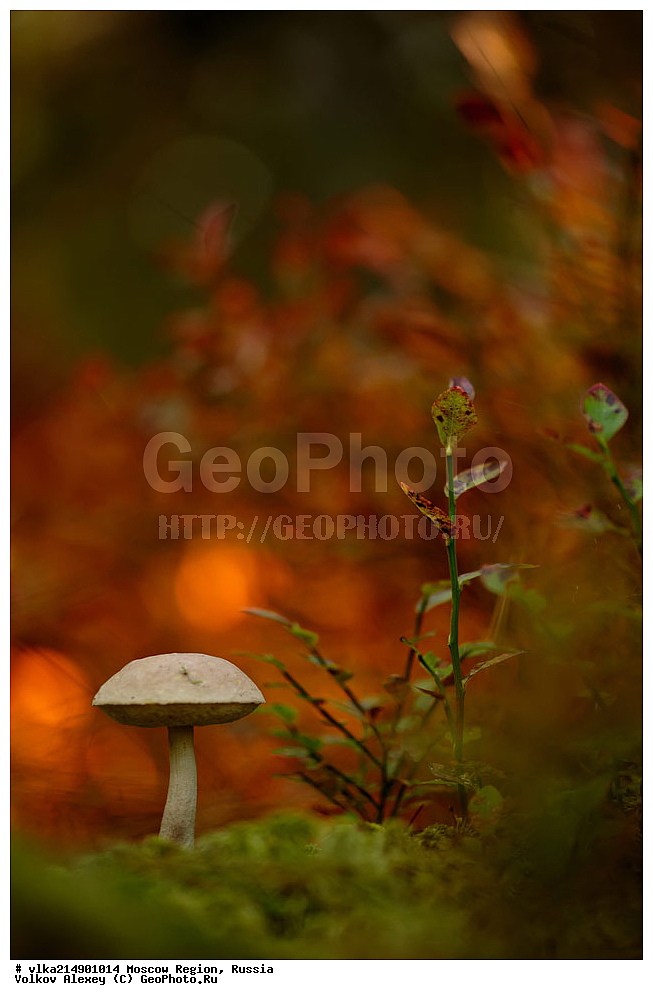 ������ ����, �����������, ���������� �������, ���, ���������� ���, ����������