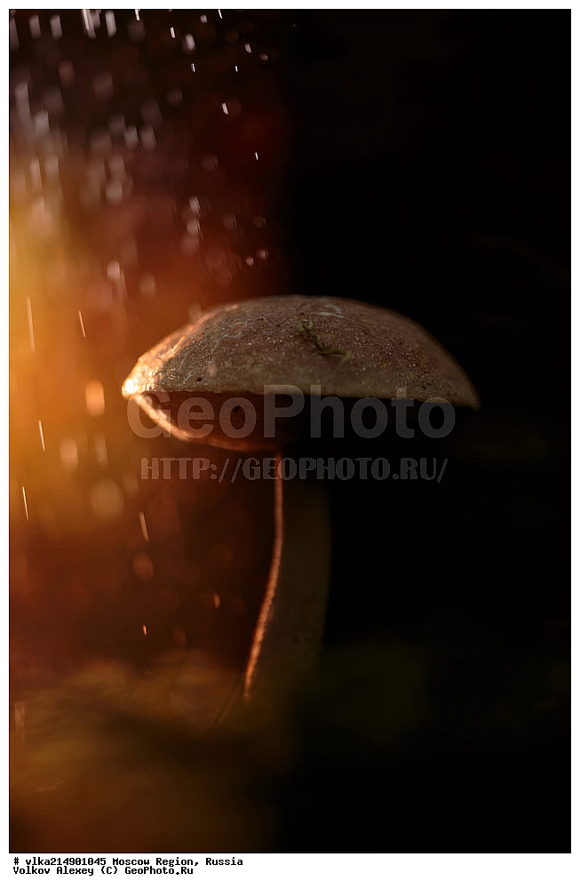 ������ ����, �����������, ���������� �������, ���, ���������� ���, ����������