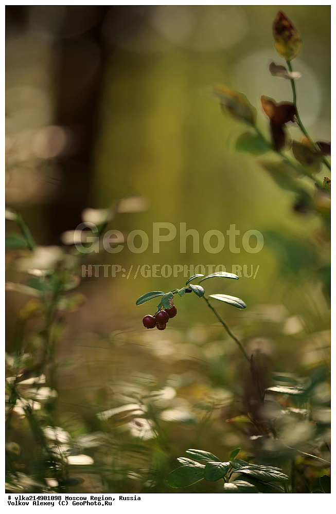 ������ ����, �����������, ���������� �������, ���, ���������� ���, ����������